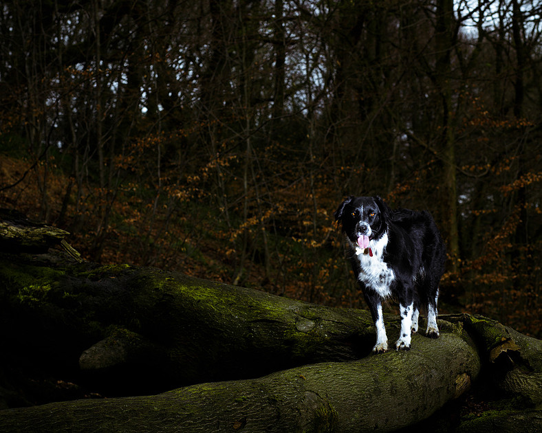 sadie-april-2016-8